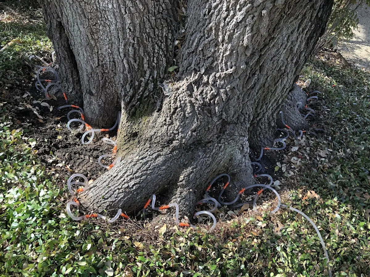 Detailed Tree Cabling and Bracing job site in Tumwater
